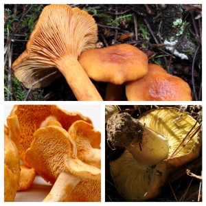 Clockwise From Top:  Candy Caps, Man On Horseback, Hedgehogs